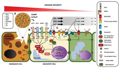 Breaking Bad News: Dynamic Molecular Mechanisms of Wound Response in Plants